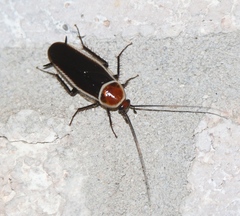 Pseudomops septentrionalis