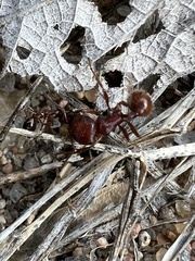 Solenopsis invicta