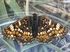Phyciodes pulchella