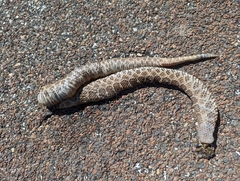 Sistrurus tergeminus