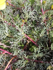 Grielum grandiflorum