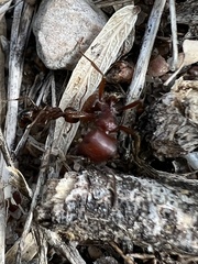 Solenopsis invicta