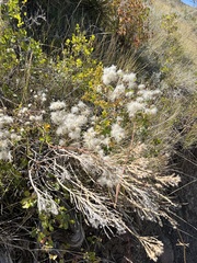 Clematis ligusticifolia