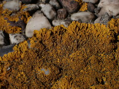 Xanthoria calcicola