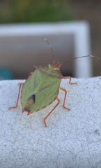 Chlorocoris