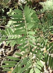 Tephrosia virginiana