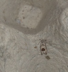 Notocelia uddmanniana