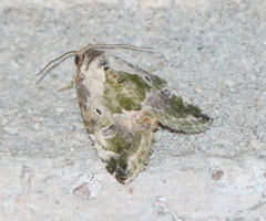 Maliattha synochitis