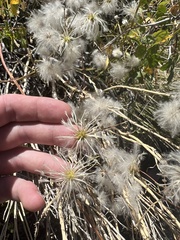 Clematis ligusticifolia