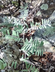 Tephrosia virginiana