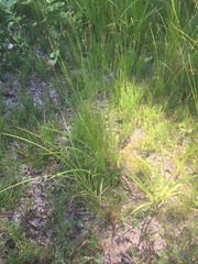 Juncus dudleyi