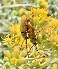 Crossidius suturalis
