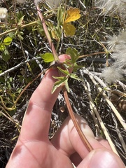 Clematis ligusticifolia