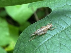 Hapithus saltator