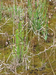 Equisetum × moorei