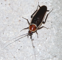 Pseudomops septentrionalis