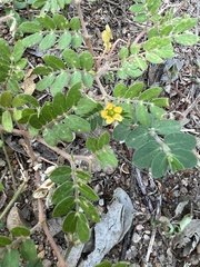 Kallstroemia parviflora