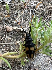 Dendrobias mandibularis