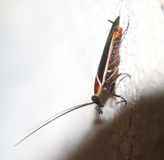 Pseudomops septentrionalis