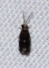 Hydroptilidae