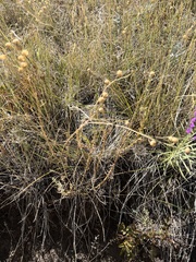 Linum lewisii