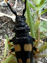 Dendrobias mandibularis
