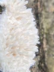 Radulomyces copelandii