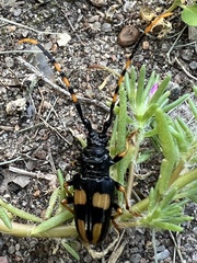 Dendrobias mandibularis
