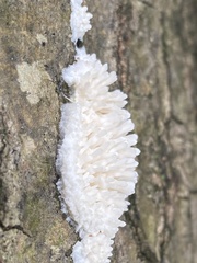 Radulomyces copelandii