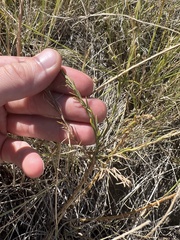 Linum lewisii
