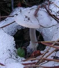 Clitocybe glacialis