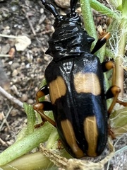 Dendrobias mandibularis