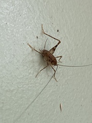 Tachycines asynamorus