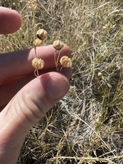 Linum lewisii