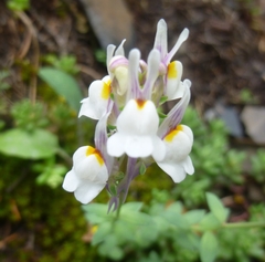 Linaria virgata
