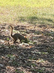 Sciurus