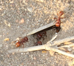 Pogonomyrmex barbatus