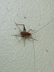 Tachycines asynamorus