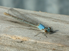 Argia moesta