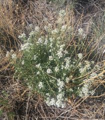 Lepidium montanum