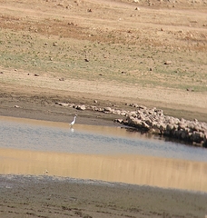 Egretta garzetta garzetta
