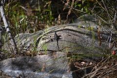 Sceloporus occidentalis longipes