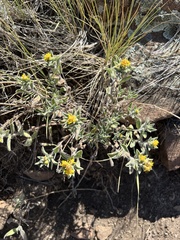 Heterotheca hirsutissima
