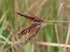 Bolboschoenus maritimus