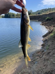 Ptychocheilus oregonensis