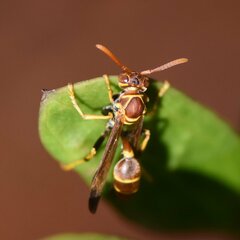 Mischocyttarus mexicanus cubicola