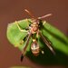Mischocyttarus mexicanus cubicola - Photo (c) Joe MDO, some rights reserved (CC BY-NC), uploaded by Joe MDO