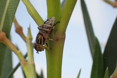 Eristalinus megacephalus