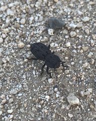 Phloeodes diabolicus