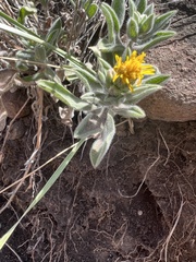Heterotheca hirsutissima